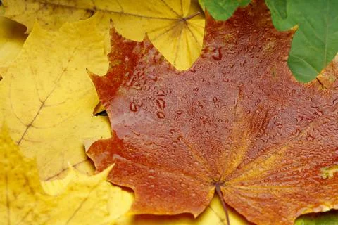 Red maple leaf on a yellow and green background with raindrops Stock Photos