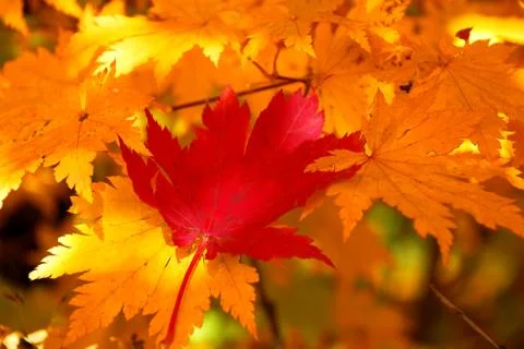 Red maple leaf on the yellow leaves Stock-Fotos