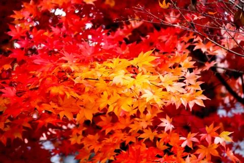 Red maple leaf1 Stock Photos
