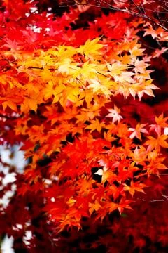 Red maple leaf2 Stock Photos