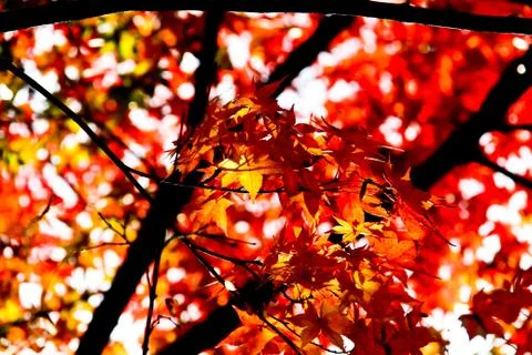 Red maple leaf3 Stock Photos
