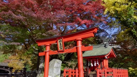 Red maple leafs and yellow gingko trees at red torii gate in Japan Stock Footage 322222437