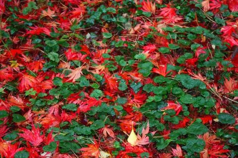 Red maple leafs on the floor of a forest Stock Photos