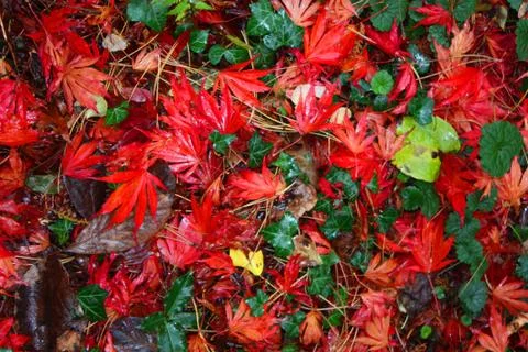 Red maple leafs on the floor of a forest Foto stock