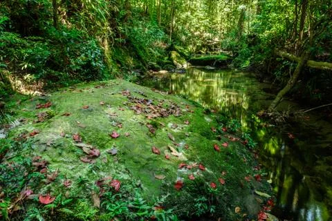 Red maple leaft Stock Photos