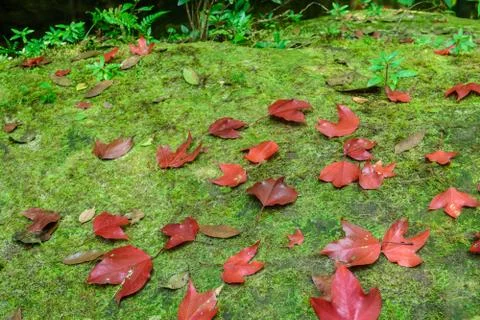 Red maple leaft Stock Photos