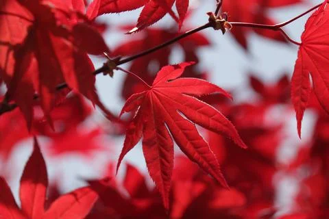 Red maple leave Stock Photos
