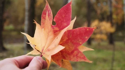 Red maple leaves against the background of autumn trees Stock Footage 119005892