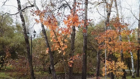 Red maple leaves against the background of autumn trees 動画素材 119010973