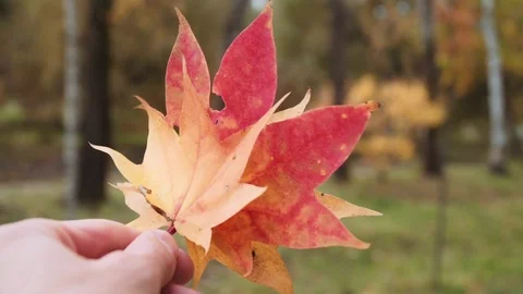 Red maple leaves against the background of autumn trees Stock Footage 119011873