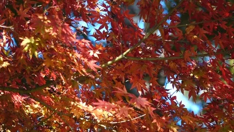 Red Maple Leaves Against Blue Sky - Vibrant Autumn Foliage Close-up Stockbeeldmateriaal 321930841
