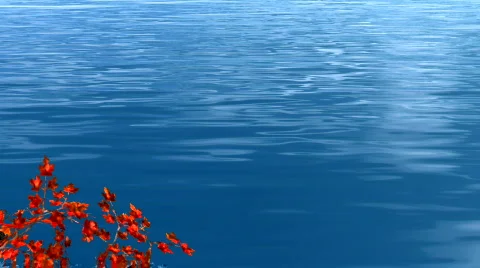 Red maple leaves and blue lake water Video stock 556943