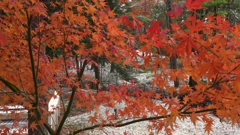 Red Maple Leaves and First Snow in a Quiet Forest  4K Stock Footage 320959658