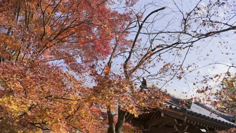 Red Maple Leaves and Tiled Temple Roofs at Jojakkoji Stock Footage 348558736