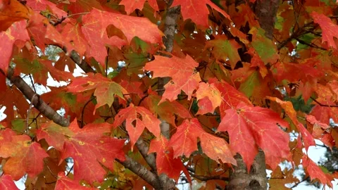 Red maple leaves in autumn, 4K Stock Footage 206828862