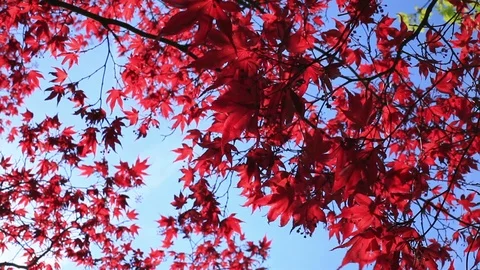Red Maple Leaves In Autumn Stock Footage 103280466