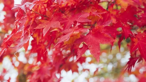 Red maple leaves in Autumn Stock Footage 170794216