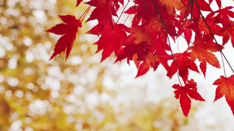 Red maple leaves in Autumn Stock Footage 170794334