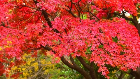 Red maple leaves in Autumn, Japan Stock Footage