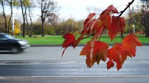 Red maple leaves on the background of a city road with cars. Stock Footage 220247983