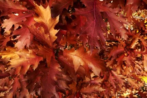 Red maple leaves background Stock Photos