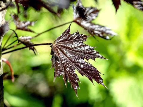 Red maple leaves on a background of spring greenery Stock Photos