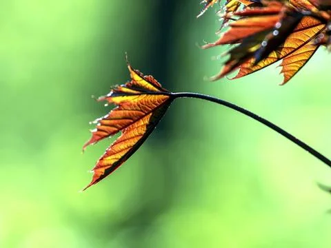 Red maple leaves on a background of spring greenery Stock Photos