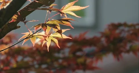 Red maple leaves backlit by the sun moving in the wind Stock Footage 309226372