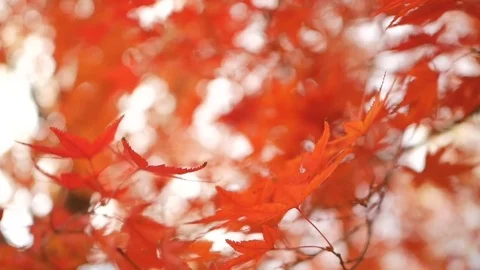 Red maple leaves with beautiful bokeh in park waving by wind Stock Footage 83575716