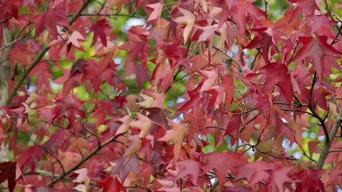 Red Maple leaves blowing Stock Footage 221580064