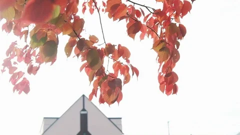 Red Maple Leaves Blowing by Wind, Beauty in Nature Stock Footage 98767401