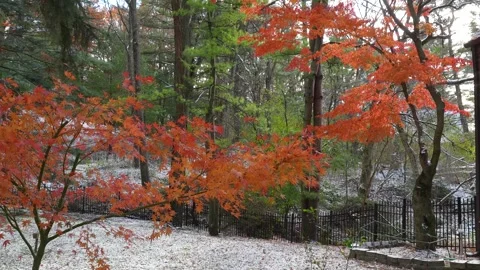 Red Maple Leaves Blowing in the Wind During First Snow – 4K UHD Stock Footage 320923578
