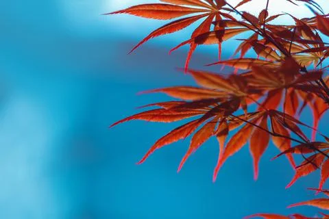 Red maple leaves on blue background Stock-Fotos