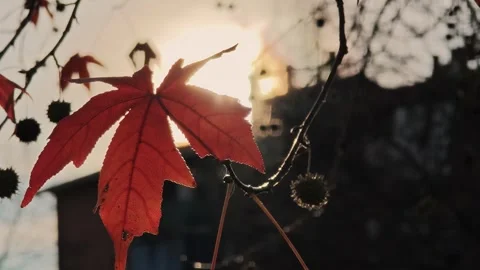 Red maple leaves on branches backlit by sun against urban buildings backdrop. Stock Footage 324961991