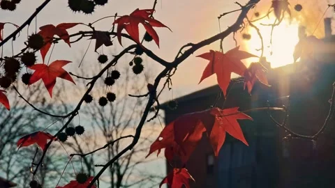 Red maple leaves on branches dancing in wind in sun backlight. Stock Footage 324969349