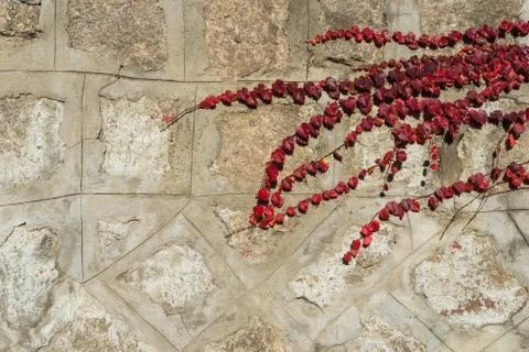 Red maple leaves on brick wall in South Korea Stock Photos