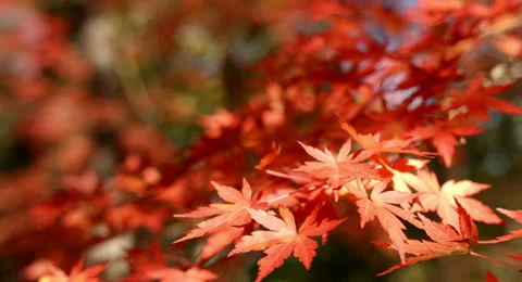 Red maple leaves color graded 4k (4000x2160) Stock Footage 45215347