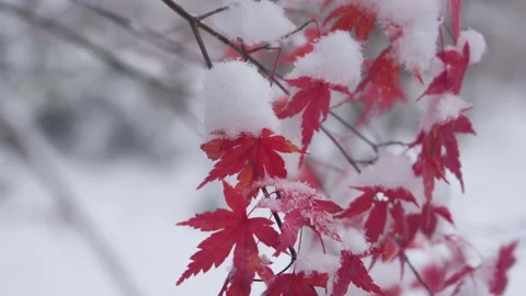 Red Maple Leaves Covered in Fresh White Winter Snow During Heavy Snowfall Stock Footage 342329325