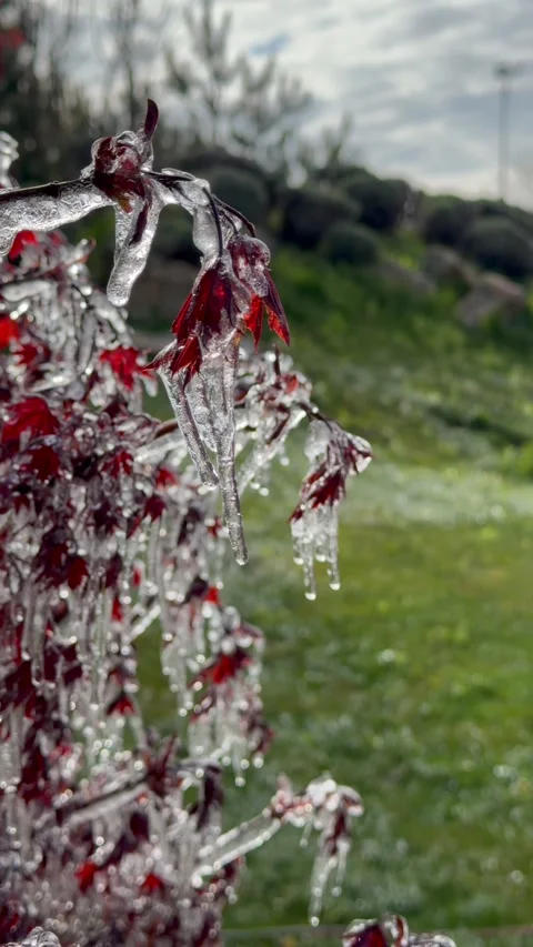 Red maple leaves encased in ice after a winter storm, glistening in sunlight Stock Footage 335620638