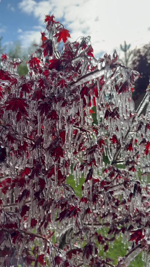 Red maple leaves encased in ice after a winter storm, creating delicate icicles Stock Footage 335620678