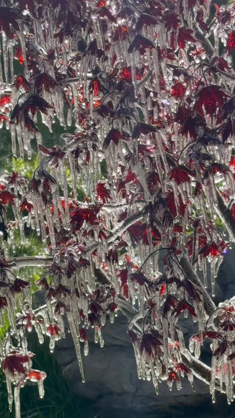 Red maple leaves encased in ice with icicles hanging from branches Stock Footage 335620688