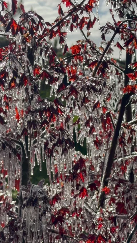Red maple leaves encased in ice after a winter storm Stock Footage 335620689