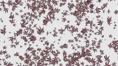 Red Maple Leaves Explosion. Burst of Red Maple Leaf. Alpha Channel Stock Footage 290177301