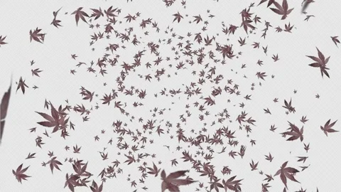 Red Maple Leaves Explosion. Burst of Red Maple Leaf. Alpha Channel Stock Footage 293952330