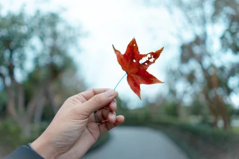 Red maple leaves that fall from the beginning in the fall Stock Photos