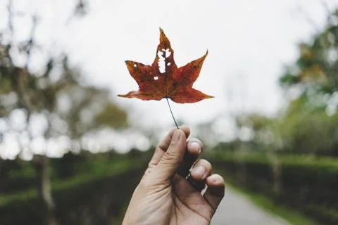 Red maple leaves that fall from the beginning in the fall Stock Photos