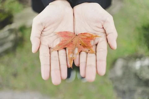 Red maple leaves that fall from the beginning in the fall Stock Photos