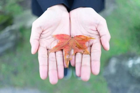 Red maple leaves that fall from the beginning in the fall Stock Photos