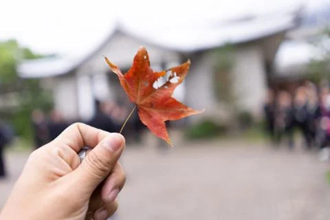 Red maple leaves that fall from the beginning in the fall Stock Photos