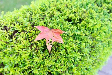 Red maple leaves that fall from the beginning in the fall Stock Photos